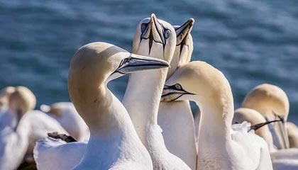 2025开云体育app网页版入口北青：申台龙执教国足传闻不攻自破，韩国籍教练不在足协选帅范围