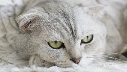 2025开云体育app网页版入口北青：申台龙执教国足传闻不攻自破，韩国籍教练不在足协选帅范围